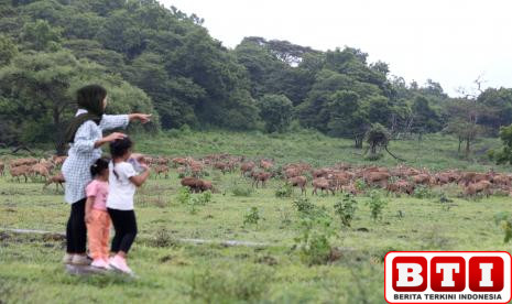 dikunjungi-jutaan-wisatawan-tn-baluran-tak-sumbang-pendapatan-untuk-pemkab-situbondo