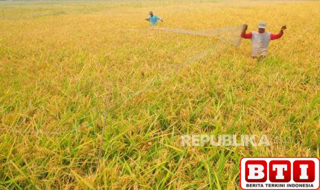 ditargetkan-produksi-11-juta-ton-padi-jateng-targetkan-tanam-250-ribu-hektare-padi