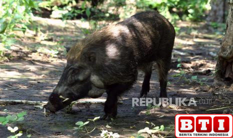 pasutri-di-jember-diseruduk-babi-hutan-saat-mandi-bareng-di-sumber-air
