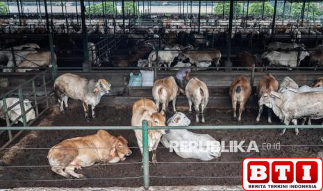 suasana-idul-adha-mulai-terasa-sapi-dan-kambing-dikirim-ke-berbagai-daerah