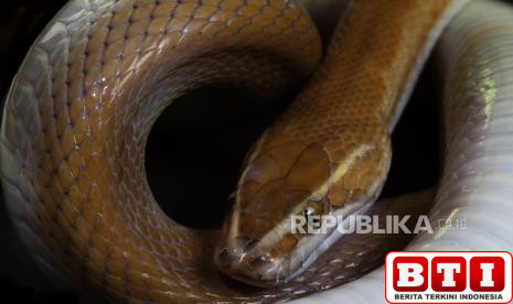 awas-4-aroma-ini-bisa-bikin-ular-datang-ke-rumah