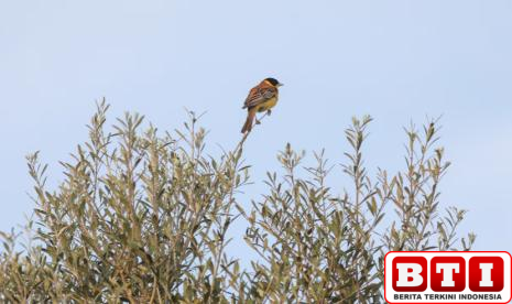 belajar-dari-singapura-kota-juga-bisa-jadi-rumah-untuk-alam