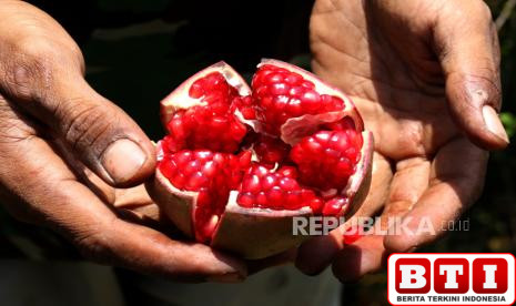 delima-buat-sarat-khasiat-yang-disebut-dalam-alquran