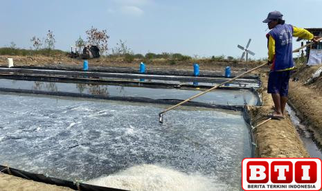 diterjang-banjir-petambak-di-cirebon-rugi-ratusan-juta