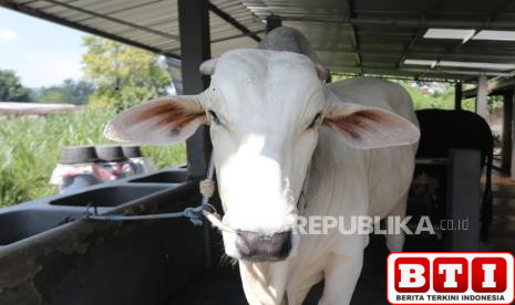 diy-dapat-delapan-sapi-kurban-dari-presiden-prabowo-rata-rata-bobot-di-atas-800-kilogram