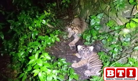 dua-anak-harimau-sumatera-lahir-di-sanctuary-barumun-namanya-nunuk-dan-ninik