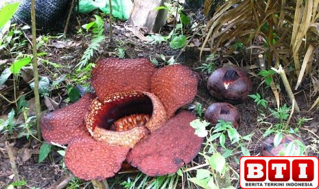 dua-bunga-rafflesia-arnldii-raksasa-mekar-di-agam-puluhan-wisatawan-asing-terpukau