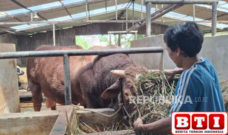ini-penampakan-tatang-sapi-jumbo-seharga-rp-127-juta-yang-dibeli-prabowo-subianto-untuk-kurban