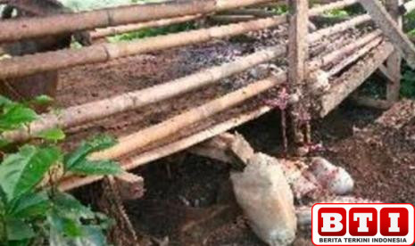 kambing-milik-warga-cilodong-depok-dicuri-dengan-cara-dipotong-disisakan-jeroan-dalam-kandang-1