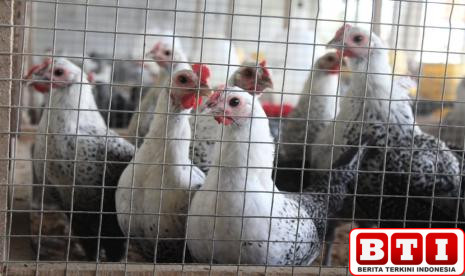 kementan-kendalikan-produksi-ayam-hidup-demi-stabilkan-harga-peternak