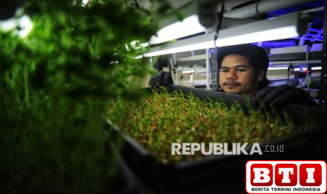 membidik-peluang-bisnis-dari-budidaya-tanaman-microgreen