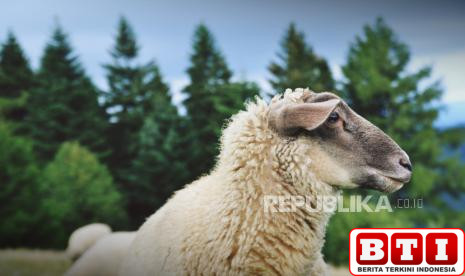 muslimah-dilarang-menyembelih-hewan-kurban-sendiri