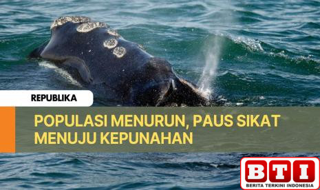 paus-sikat-menuju-kepunahan