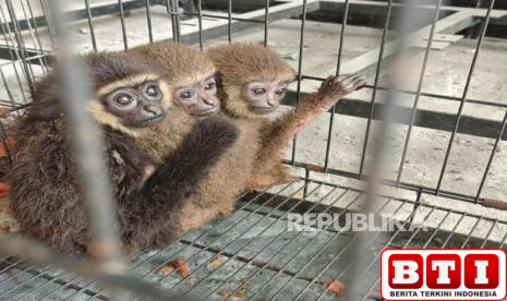 pelihara-10-satwa-dilindungi-secar-ilegal-warga-kulonprogo-ditangkap-polisi