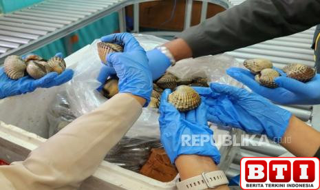 pertama-kali-maluku-ekspor-kerang-hidup-ke-thailand