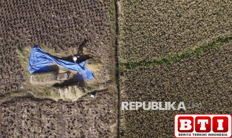 produksi-beras-indonesia-melonjak-ekspor-beras-thailand-langsung-anjlok