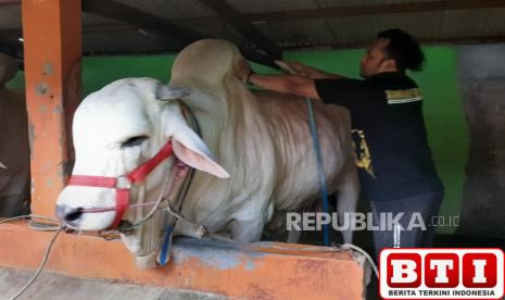 proses-terpilihnya-dua-sapi-menjadi-hewan-kurban-presiden-prabowo