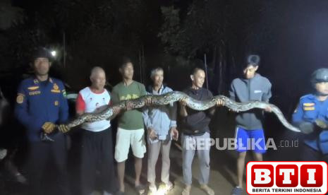 puluhan-ayam-raib-ular-sanca-sepanjang-tujuh-meter-diduga-biang-keroknya
