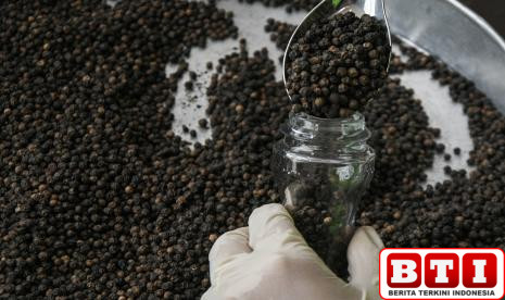 rp-80-ribuan-per-kilogram-petani-lada-hitam-di-lampung-tersenyum-panen-hingga-beberapa-ton