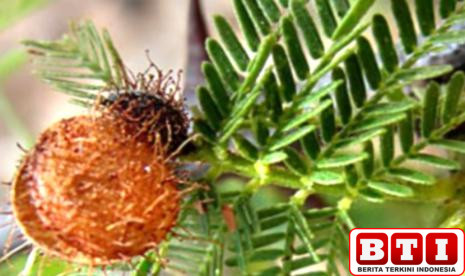 tanaman-psikedelik-brasil-muncul-sebagai-pengobatan-depresi