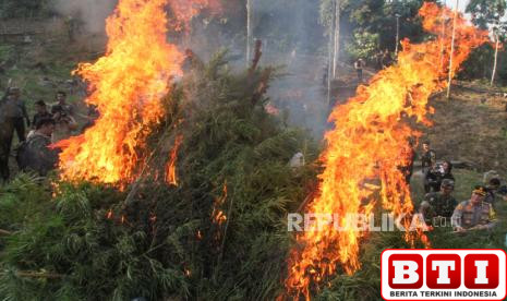 tiga-hektare-ladang-ganja-di-pegunungan-gayo-lues-dimusnahkan-tni-dan-bnn-aceh