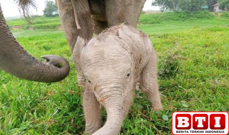 video-anak-gajah-tertabrak-truk-viral-gajah-ternyata-hamil-hampir-2-tahun