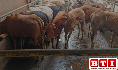 warga-depok-diimbau-teliti-beli-hewan-kurban-pilih-yang-sesuai-syariat