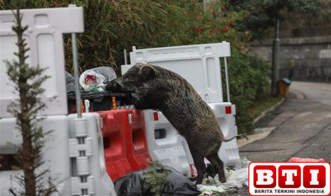 babi-hutan-berkeliaran-di-pejaten-barat-pasar-minggu-punya-siapa