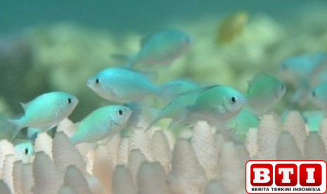 ekosistem-laut-kritis-pbb-desak-aksi-iklim-lewat-unoc-2025