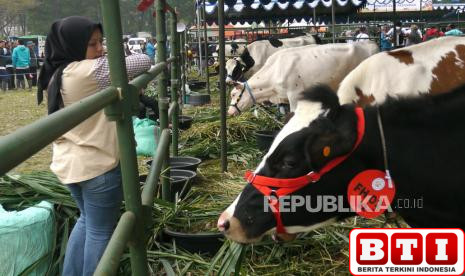 indonesia-impor-250-ribu-ekor-sapi-perah-ini-penjelasan-kementan