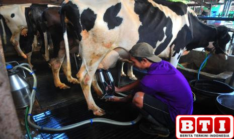 kementanimpor-1573-sapi-perah-perkuat-produksi-susu-nasional