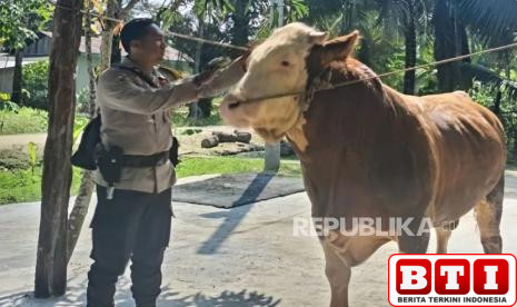 sapi-milik-bhabinkamtibmas-polri-dibeli-presiden-prabowo-rp-73-juta