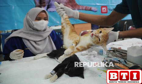 sudin-kpkp-jaktim-adakan-layanan-sterilisasi-kucing-gratis
