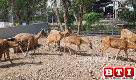 taman-kehati-indramayu-segera-dibuka-kembali-ada-bayi-rusa-bernama-lucky