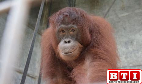 brin-dan-ykan-kolaborasi-teliti-satwa-langka-di-hutan-kalimantan-timur