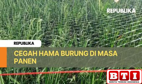 cara-unik-petani-indramayu-dari-masa-panen-tutupi-sawah-pakai-jaring