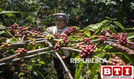 hasilkan-kopi-berkualitas-produksi-kopi-di-kuningan-capai-7758-ton