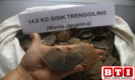 kemenhut-gagalkan-perdagangan-sisik-trenggiling-di-kalimantan-tengah