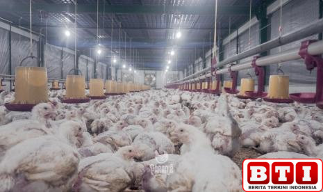 kementan-ri-telah-mencapai-swasembada-daging-ayam-dan-telur-ayam