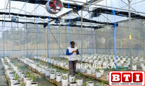 manfaatkan-teknologi-digital-hasil-panen-petani-cabai-naik-2-kali-lipat