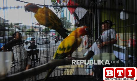 aktivitas-pedagang-pasar-hewan-barito-jelang-direlokasi