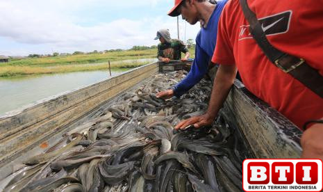 anda-suka-makan-ikan-lele-perhatikan-penjelasan-penting-hukumnya-menurut-islam-jika