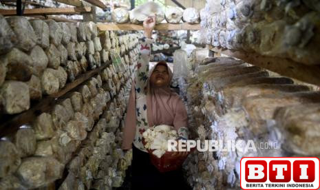 budidaya-jamur-tiram-jadi-ladang-cuan-ibu-ibu-di-kaltim