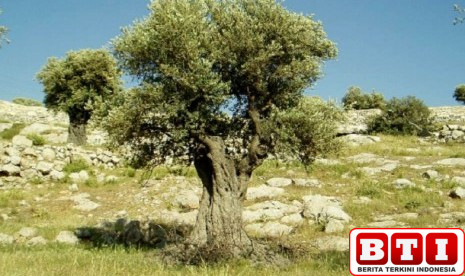 mengenal-ayat-ayat-arkeologi-dalam-surat-at-tin