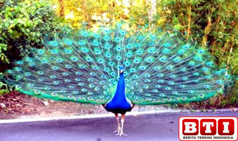 penemuan-menakjubkan-burung-merak-memiliki-laser-di-ekornya