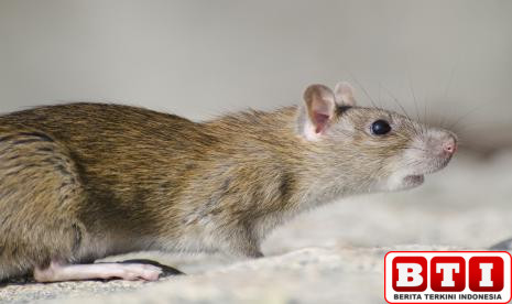 petani-meninggal-di-sawah-tersengat-listrik-jebakan-tikus