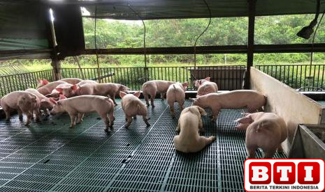 peternakan-babi-haram-menurut-mui-jateng-begini-bunyi-lengkap-fatwanya