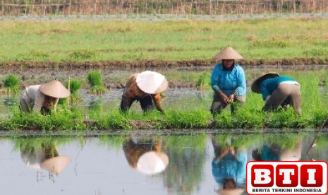 rejang-lebong-cetak-sawah-baru-1075-hektare