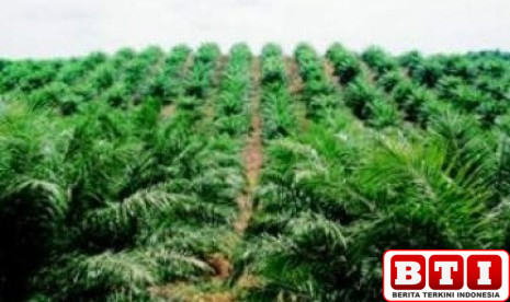 temukan-74-titik-panas-di-kalsel-klh-tindak-perusahaan-sawit