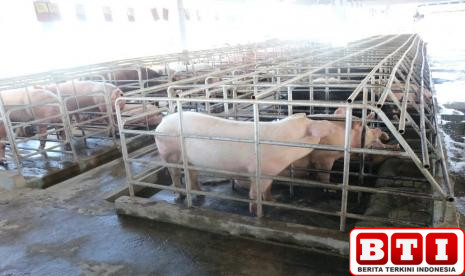 terima-audiensi-pt-cpi-mui-jatim-ungkap-fakta-baru-terkait-izin-peternakan-babi-di-jepara-1